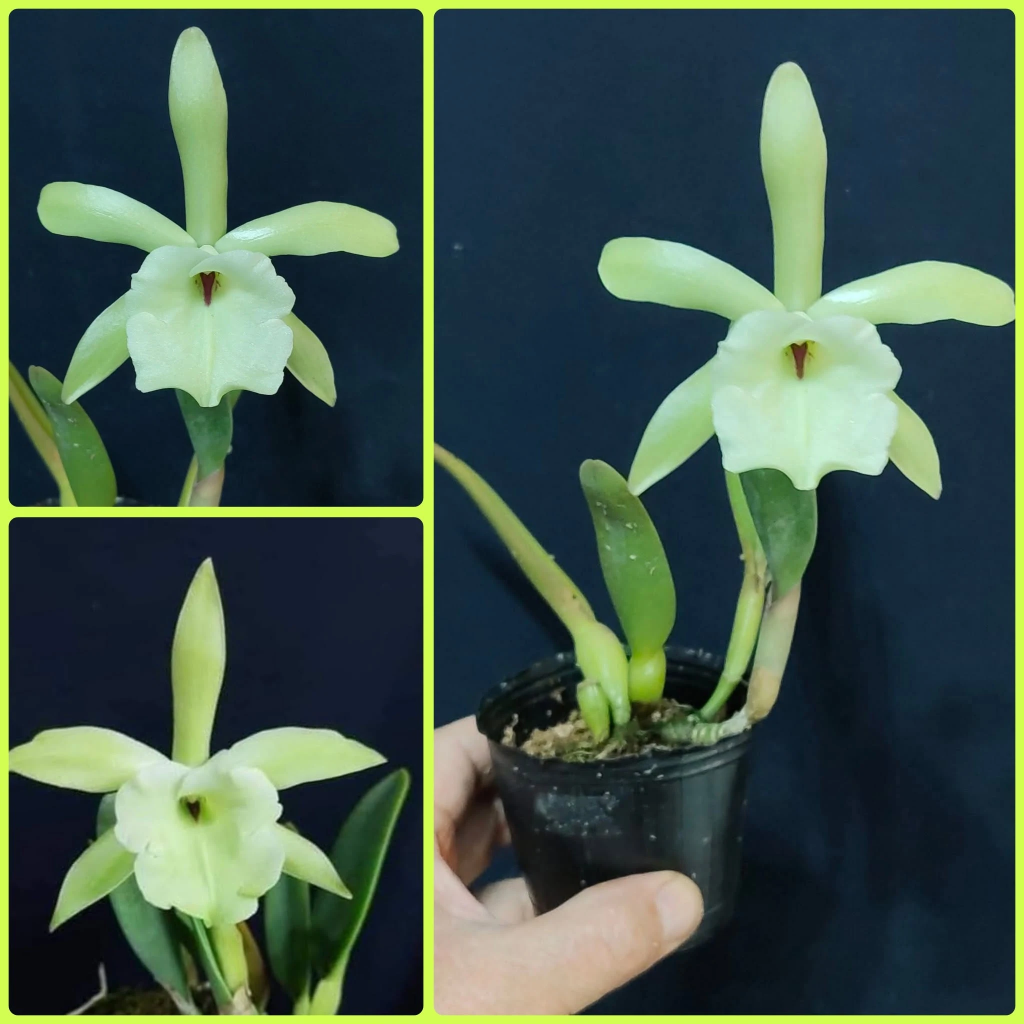 Brassavola glauca - 小豬哥