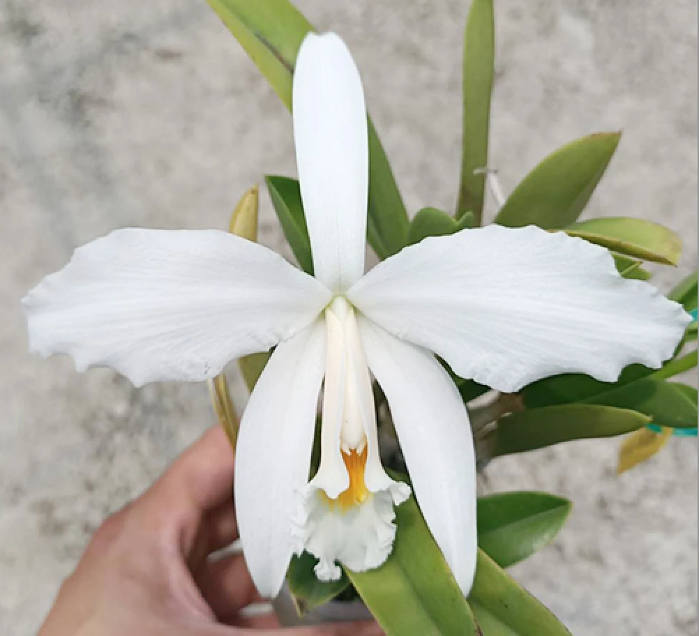 C.jongheana var.alba x sib 