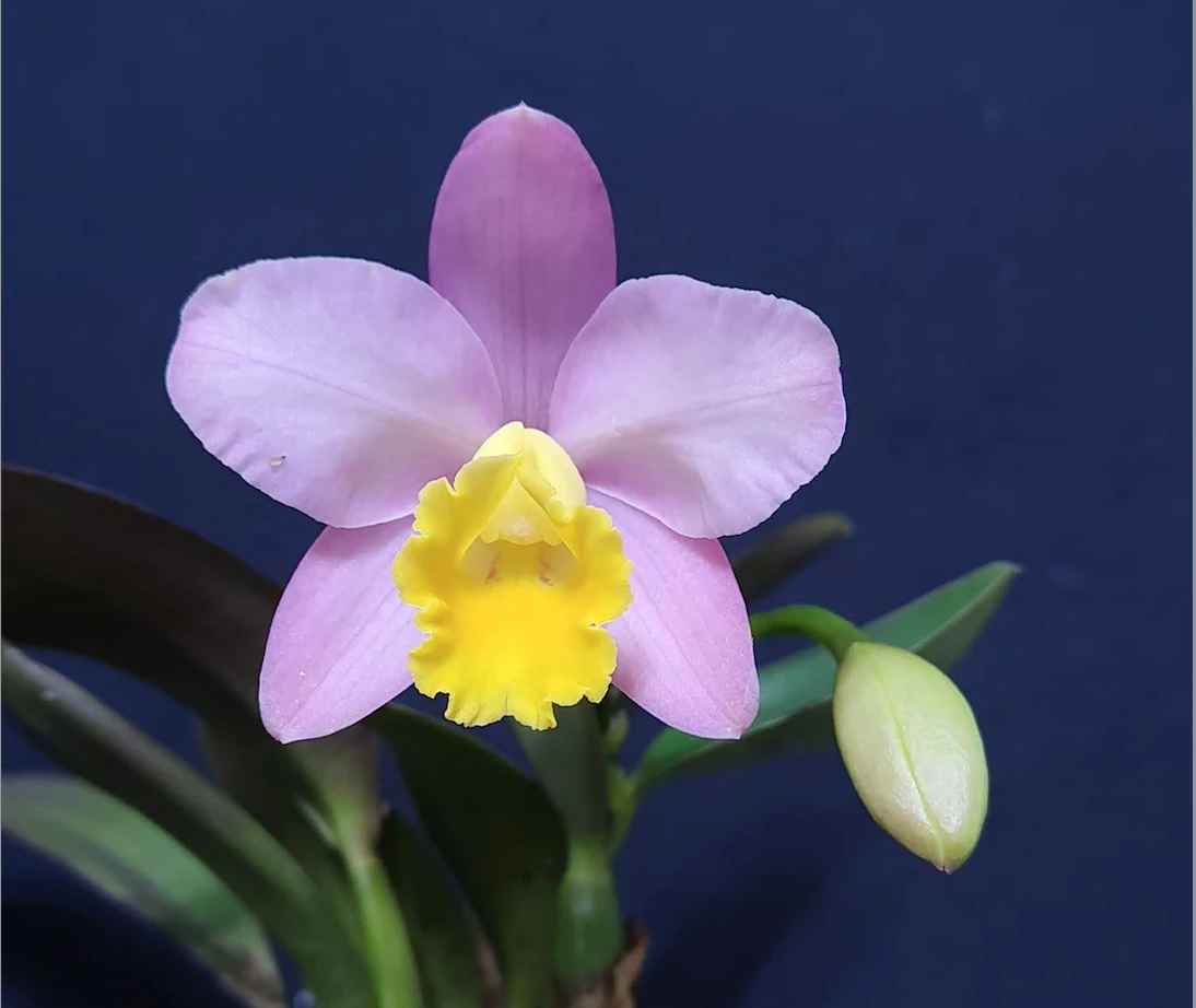 Sc.Crystelle Smith ’N.R’ HCC/AOS - 史密斯