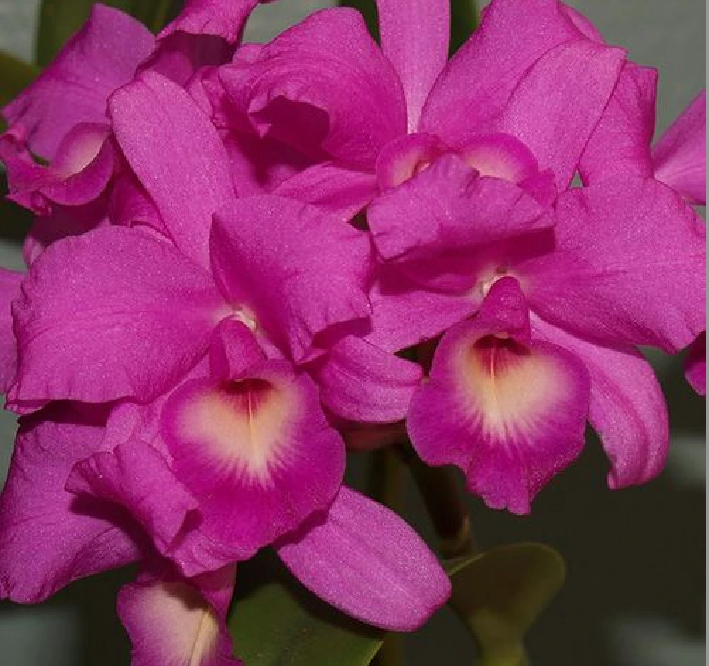 C.skinneri ‘Heiti Jacobs’ 