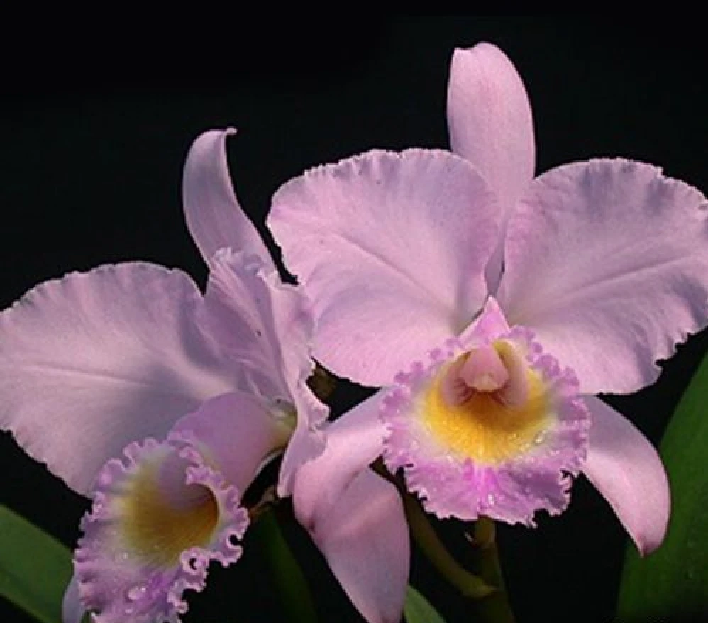 C.trianaei var.concolor x sib  