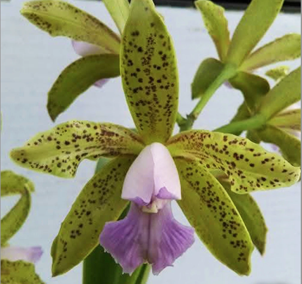 C.guttata var.coerulea x sib 