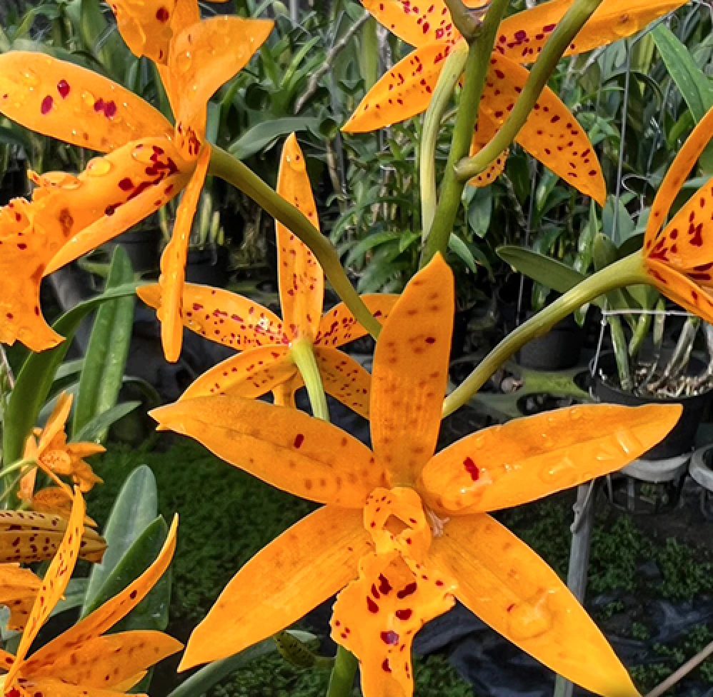 Bct.Sun Mei Gold ‘Elsie May’ HCC/AOS - 尚美黃金