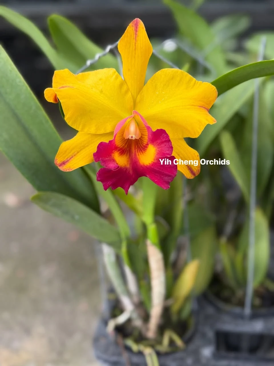 Rlc.Yu-Toung Moon ‘Caimito’ - 黃金果