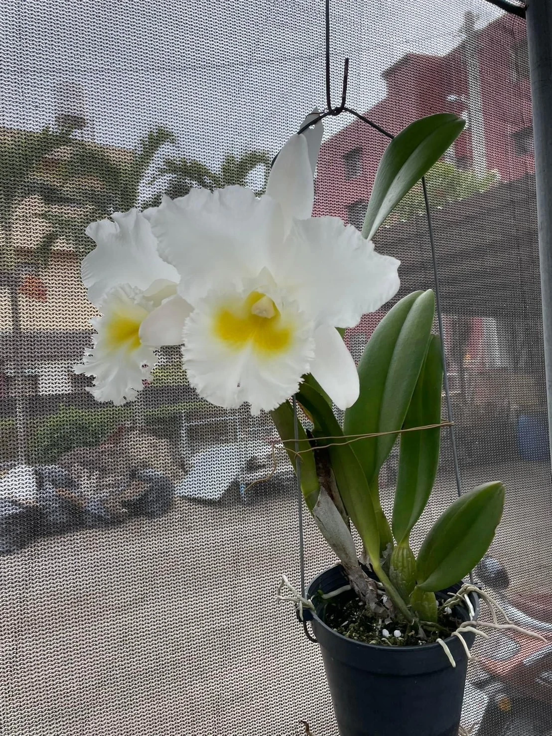 Rlc.Pastoral Innocence FCC/AOS - 田園風光