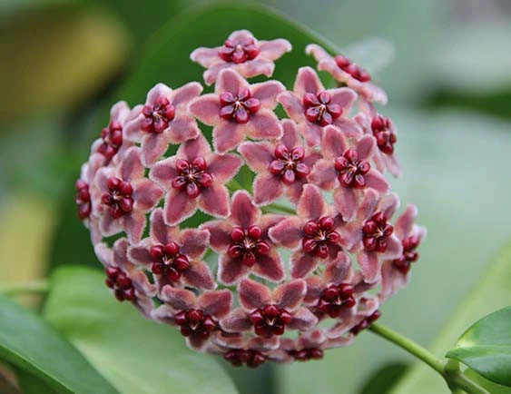 hoya globulifera