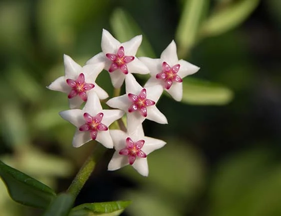 hoya engleriana