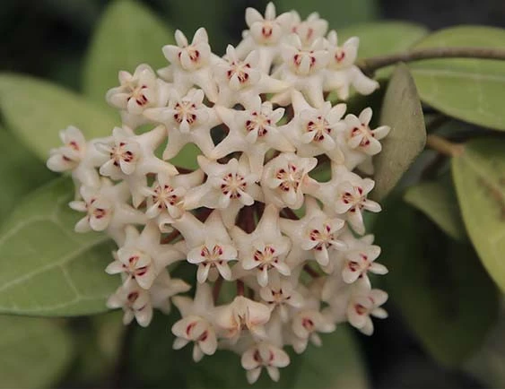 hoya elliptica