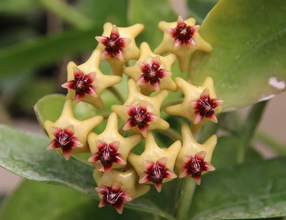 hoya densifolia dark flower