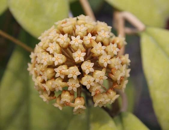 hoya cv.viola