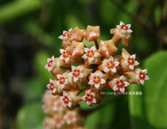 hoya cv.BP01