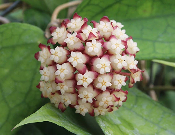 hoya cv Jennifer