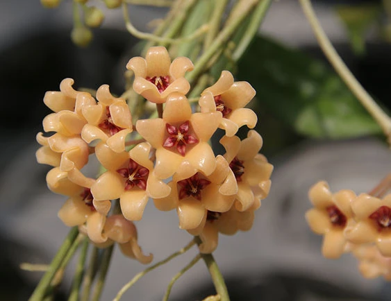 hoya cutis-porcelana YHC-42