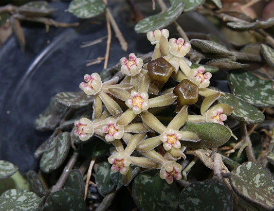 hoya curtisii YHC-36