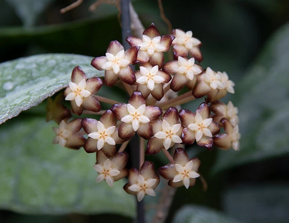 hoya clemensorium YHC-25