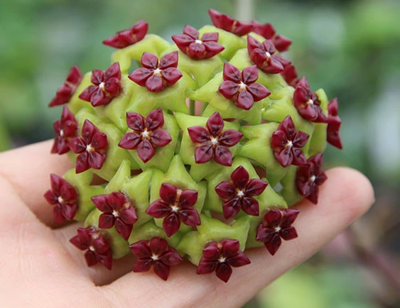 hoya cinnamomifolia YHC-23