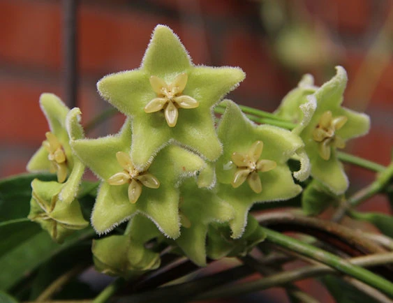 hoya chlorantha YHC-20