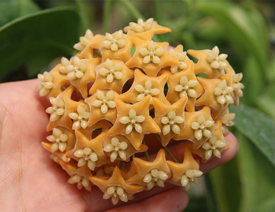 hoya chewiorum YHC-18