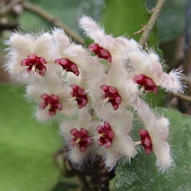 hoya caudata samatra YHC-15