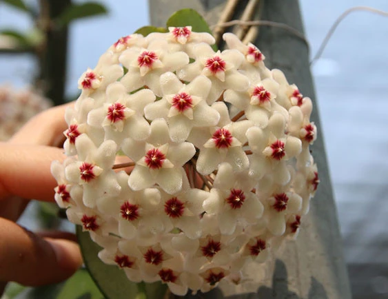 hoya carnosa YHC-08