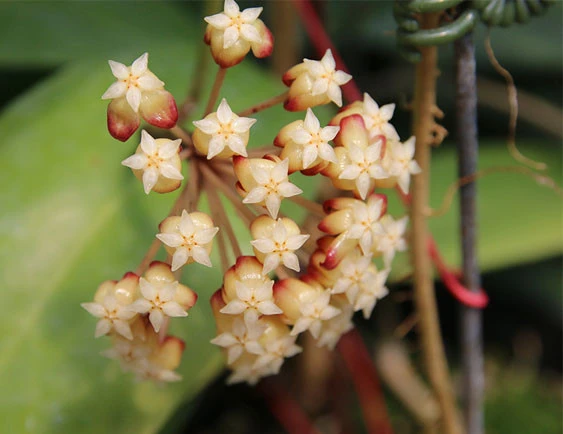 hoya cardiophylla YHC-07