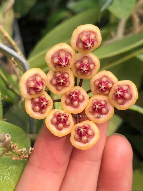 hoya benchaii YHB-014