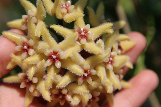 hoya buotii 'sunrise' YHB-011