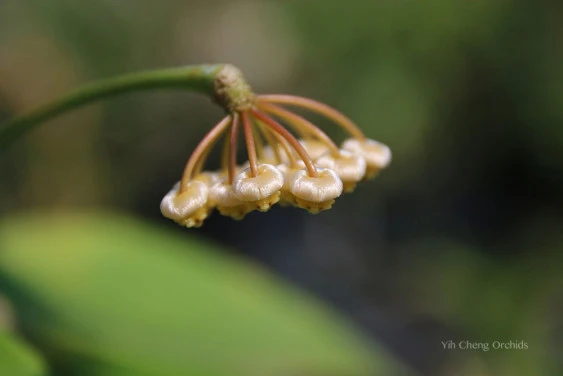 hoya benitotannii YHB-06