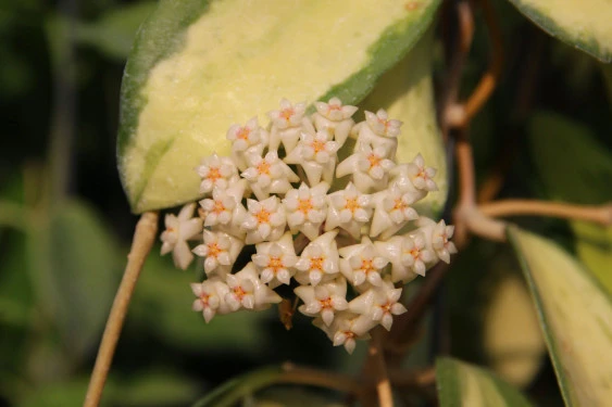 hoya acuta variegata(內藝) YHA-18