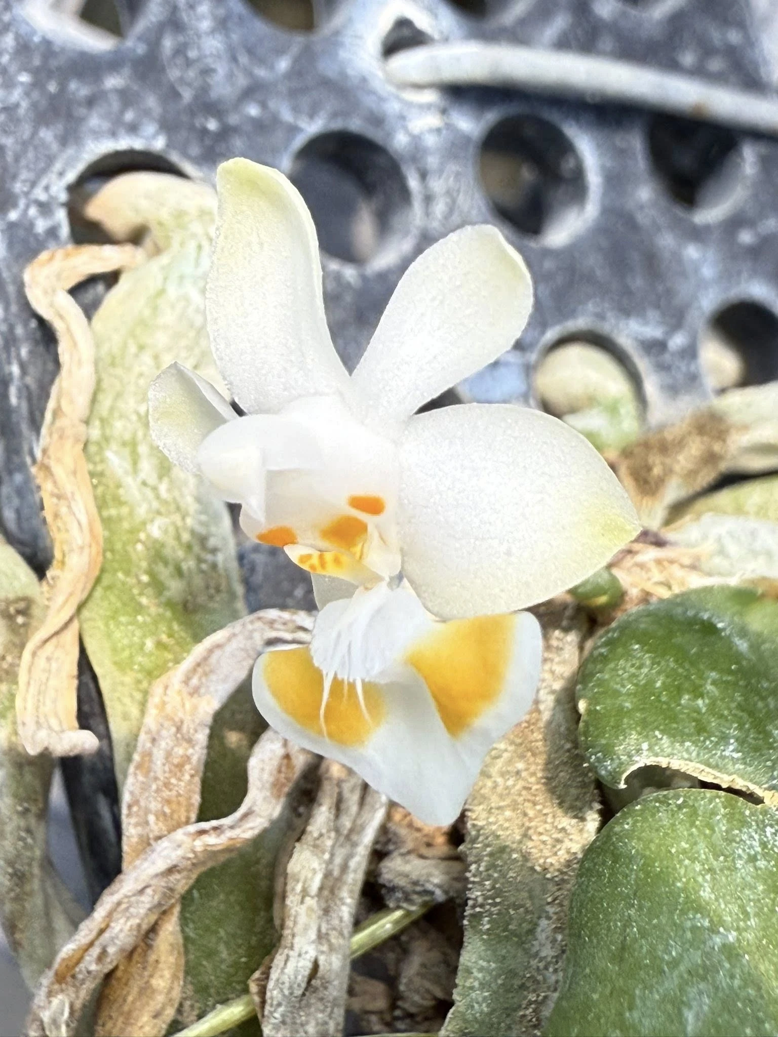 Phalaenopsis gibbosa