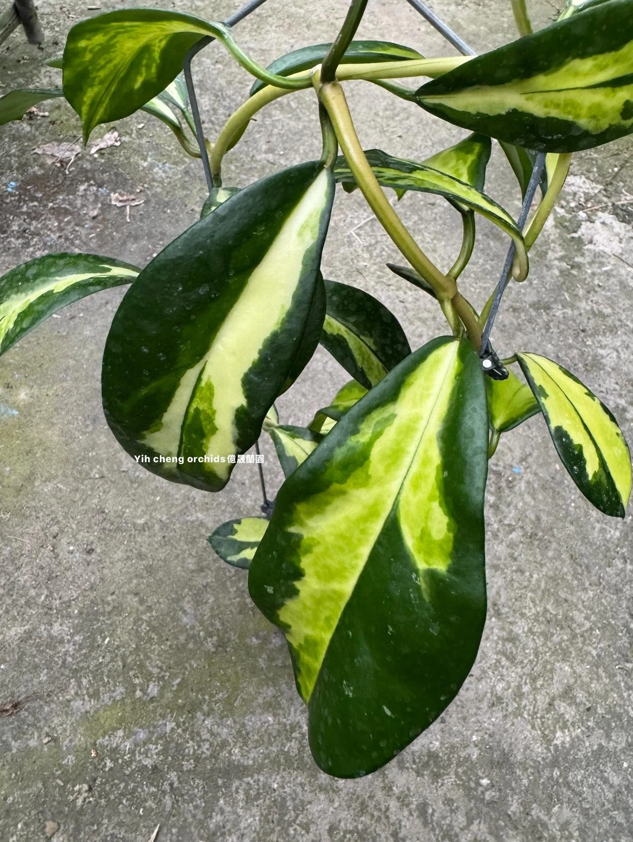  hoya diversifolia inner variegated