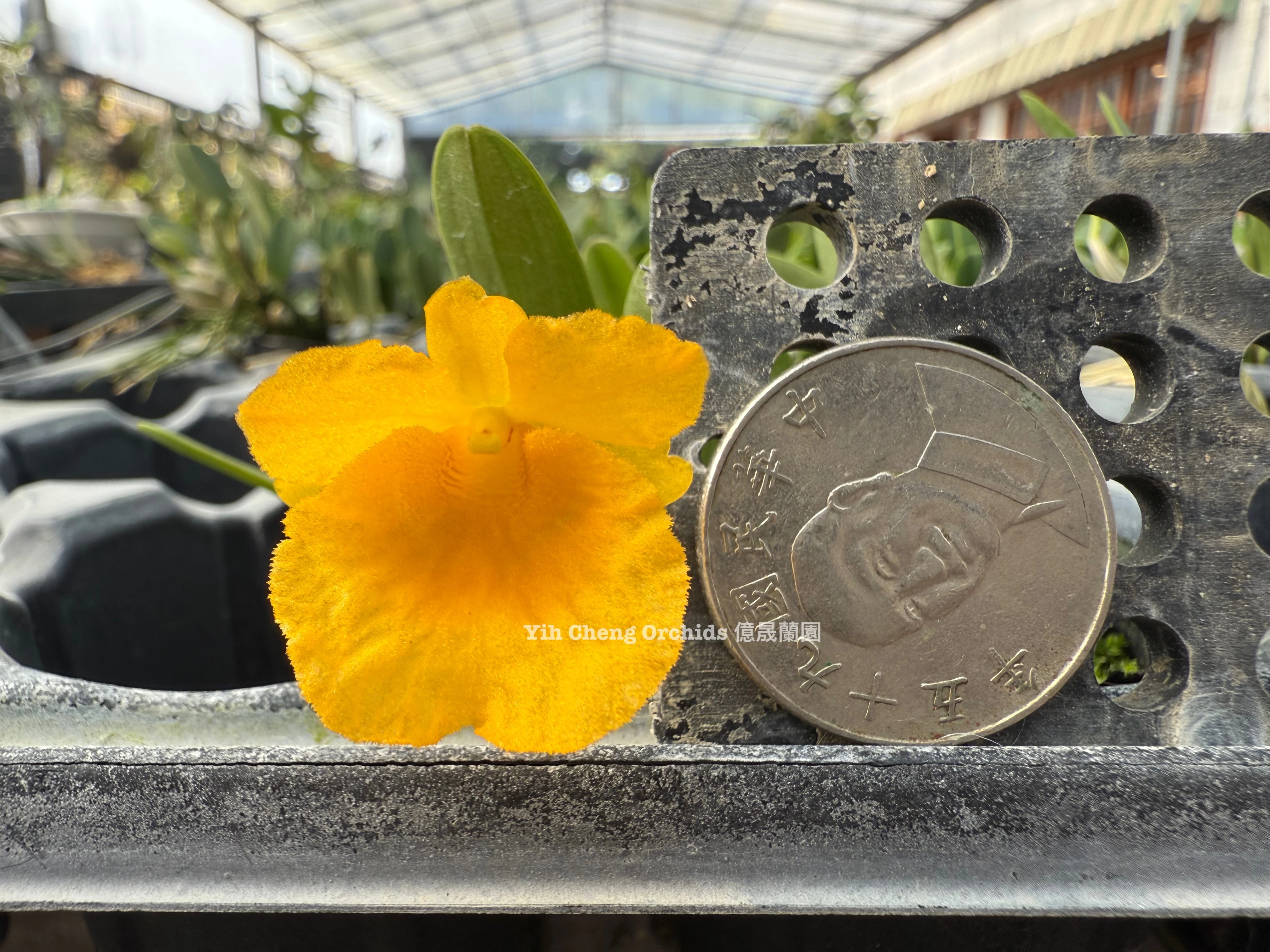 Dendrobium lindleyi (Dendrobium aggregatum) - 錢幣石斛/聚石斛