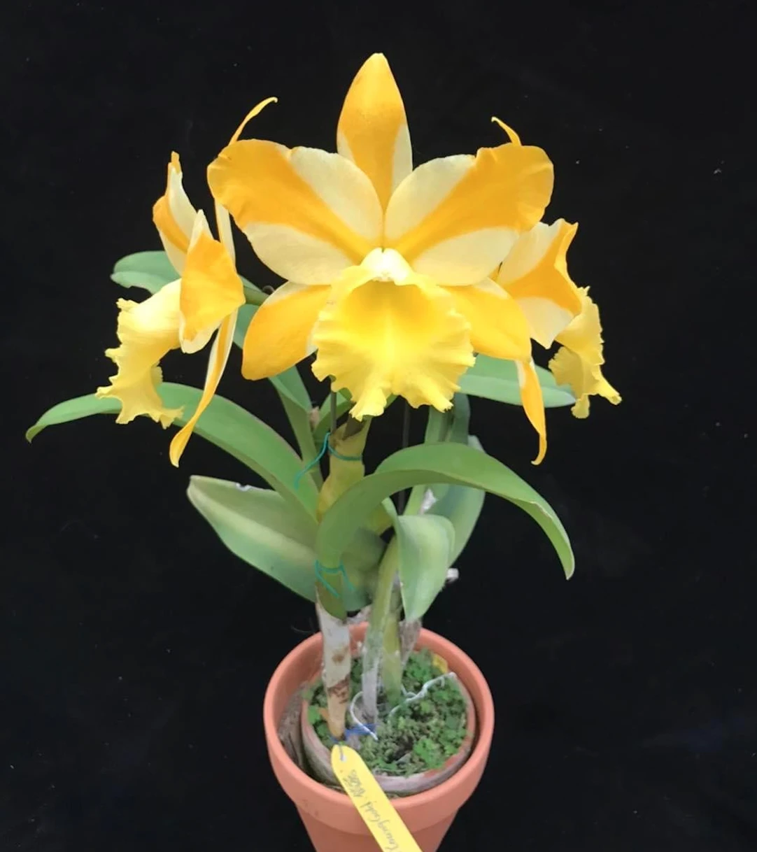 Rlc.Hua Young Gold ‘Pretty’ BM/TIOS - 華陽黃金