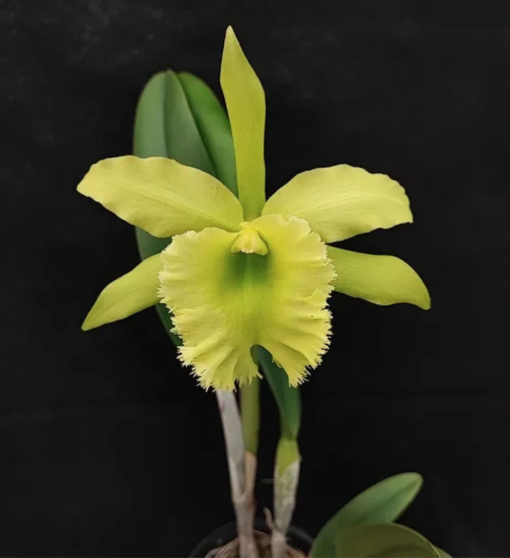 Rlc.Fringe Benefits ‘Green Angel’ - 綠天使