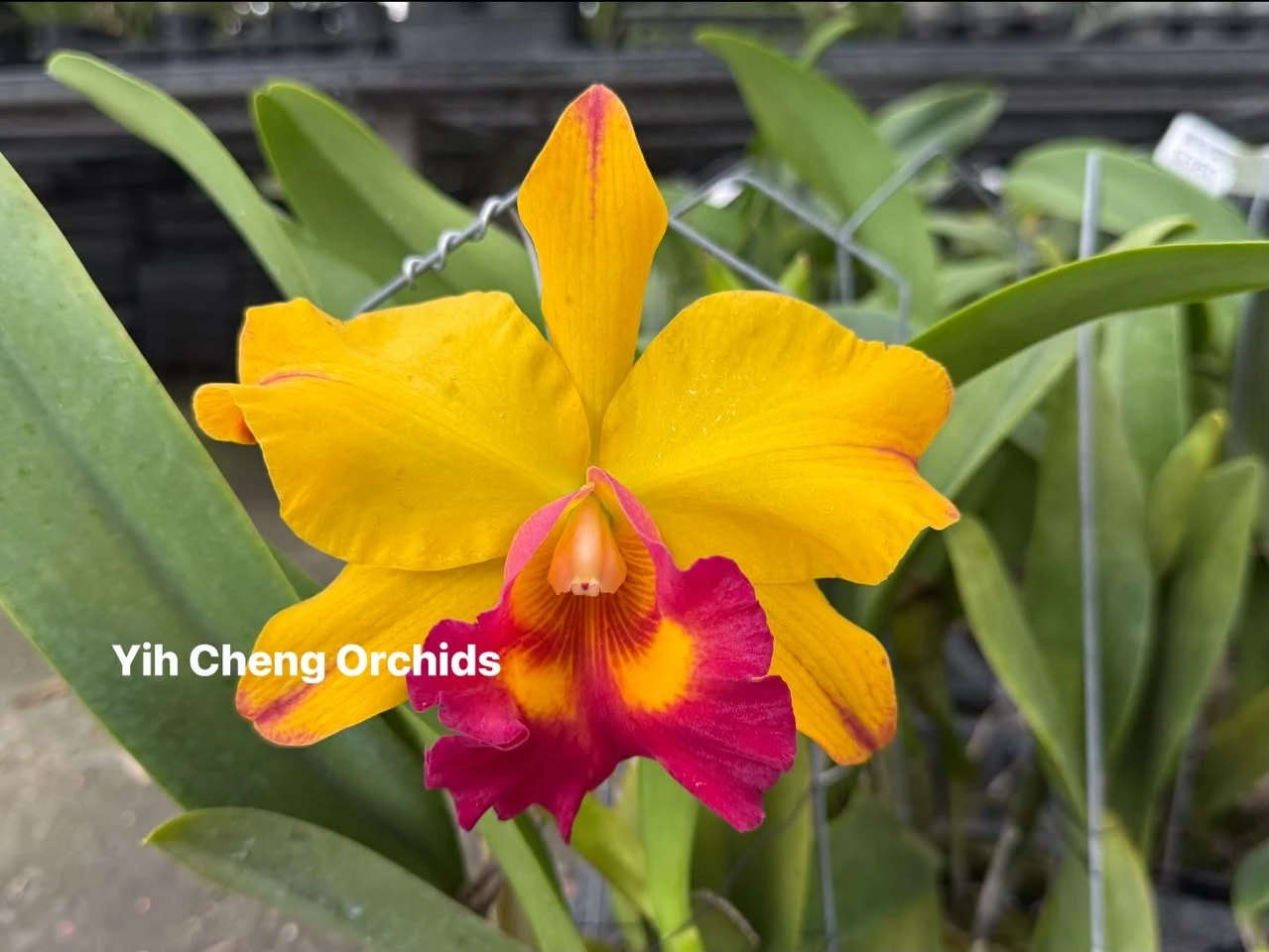 Rlc.Yu-Toung Moon ‘Caimito’ - 黃金果