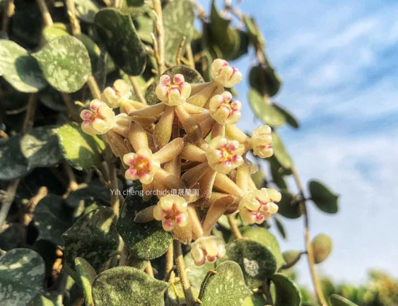 hoya curtisii YHC-36