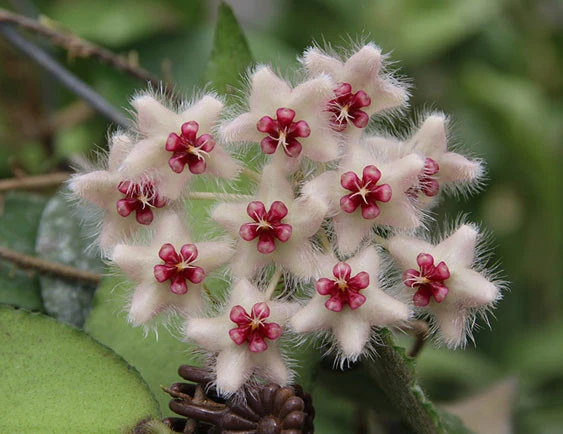 hoya caudata samatra YHC-15