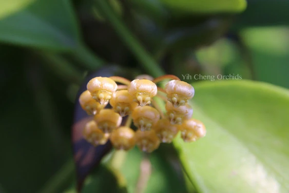 hoya benitotannii YHB-06