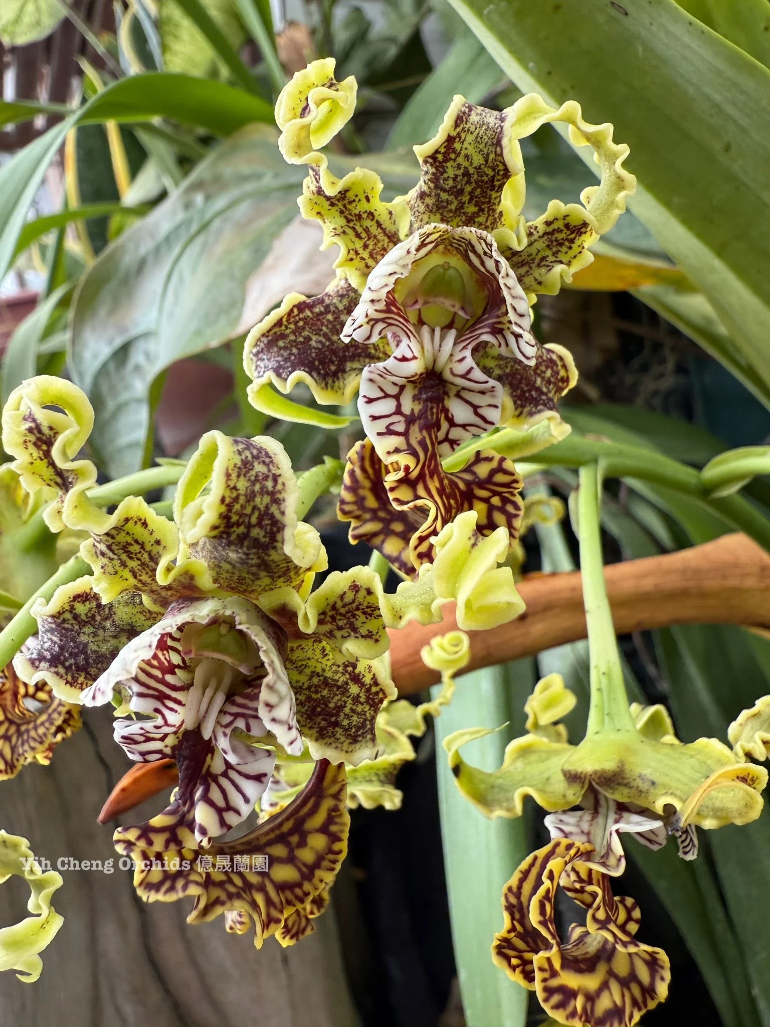 Dendrobium spectabile