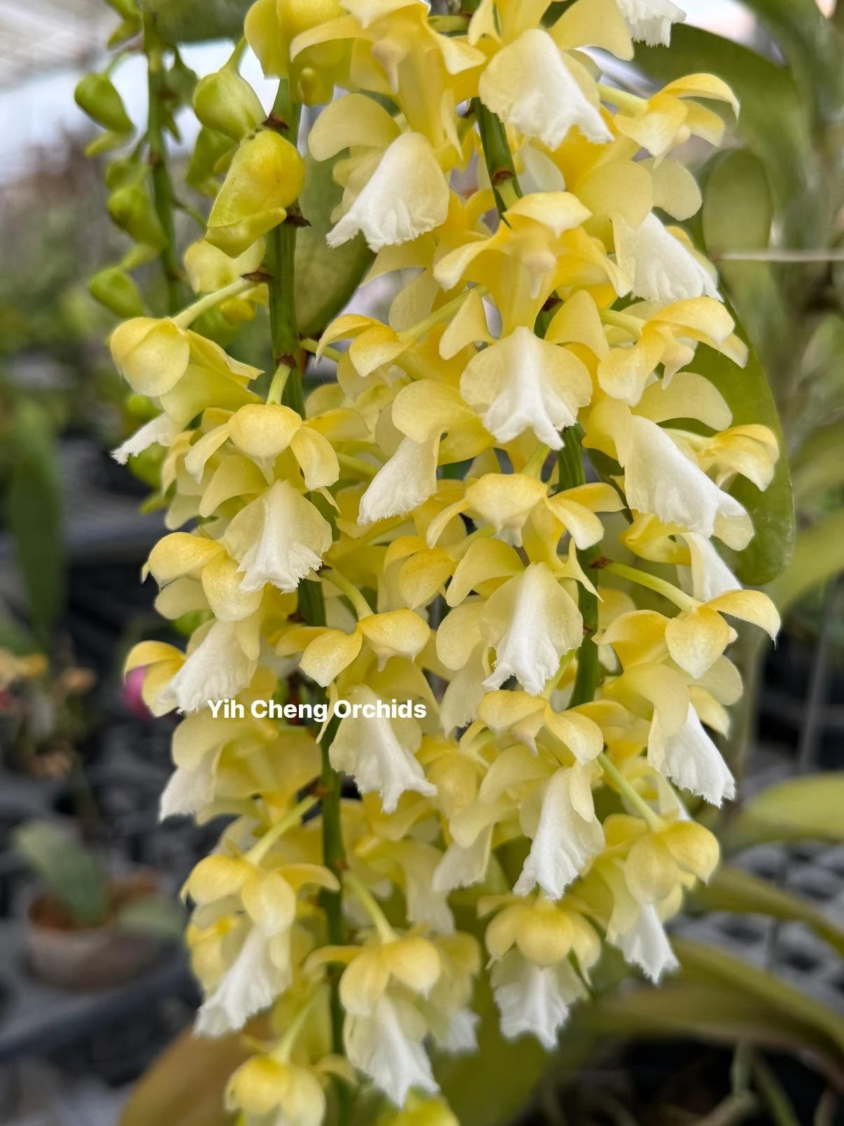 Aerides houlletiana alba