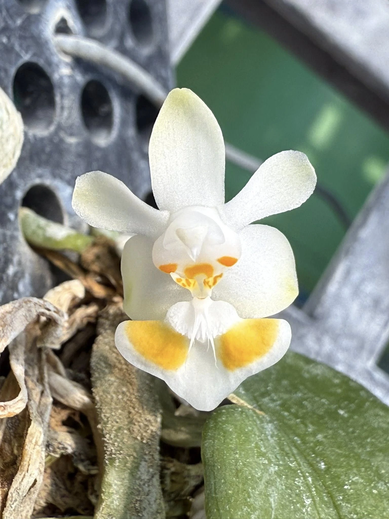 Phalaenopsis gibbosa