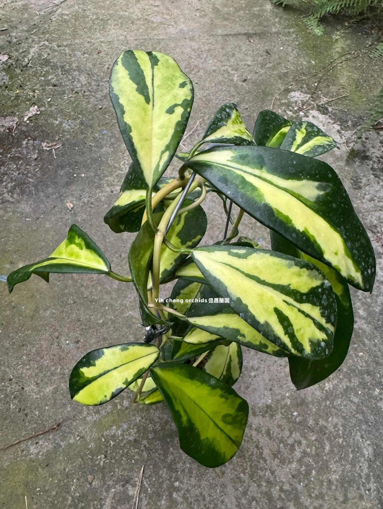  hoya diversifolia inner variegated
