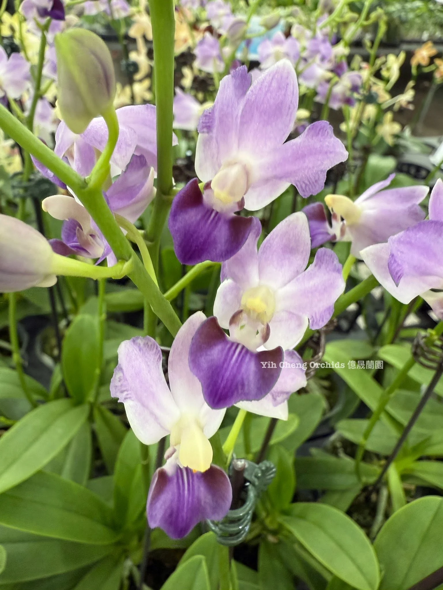 Phalaenopsis