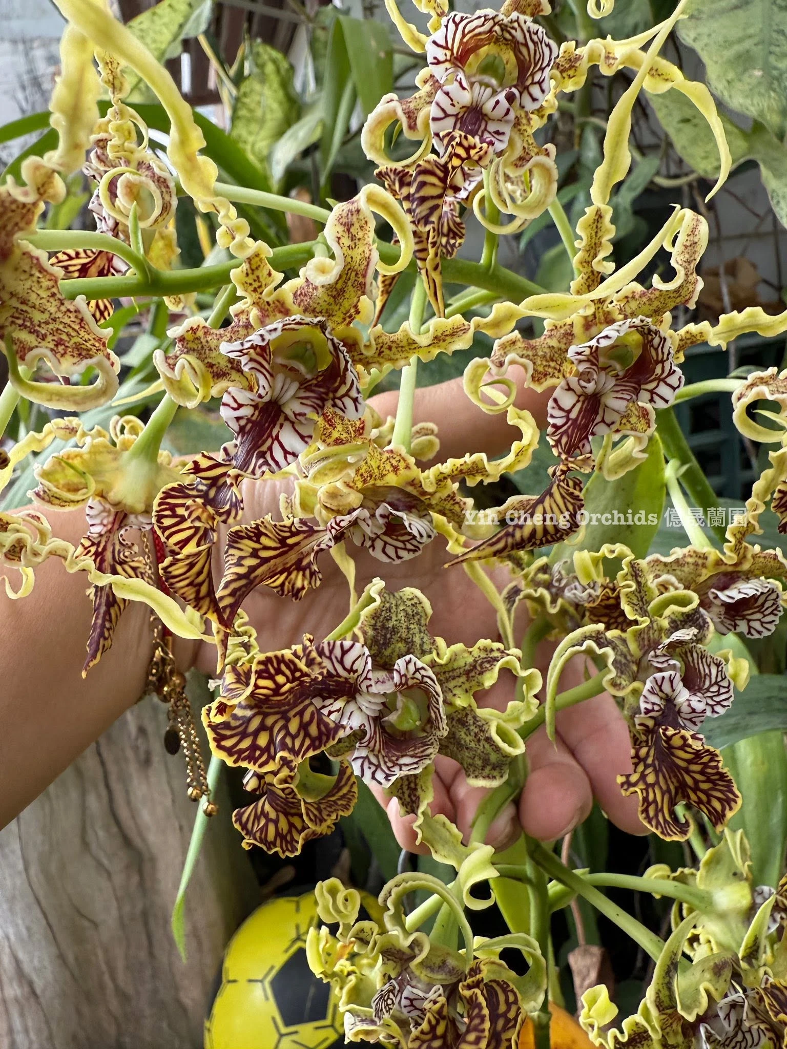 Dendrobium spectabile