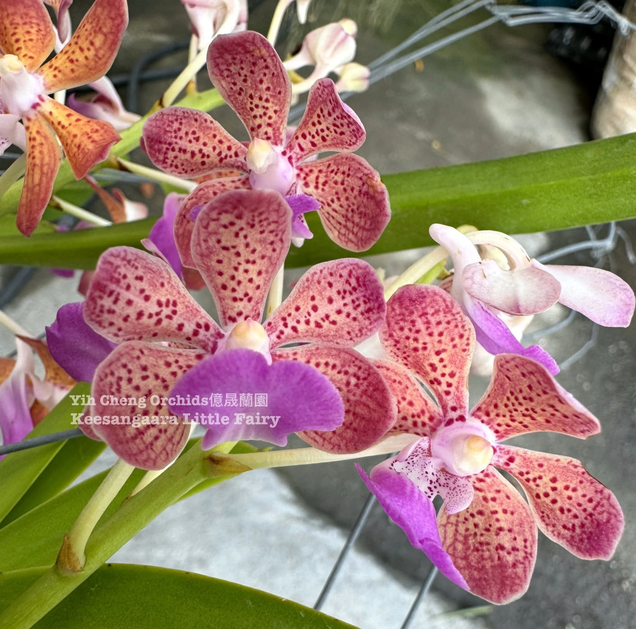 Keesangaara Little Fairy (Pda. Paksorn Fragrance × Wut. Manoonya)