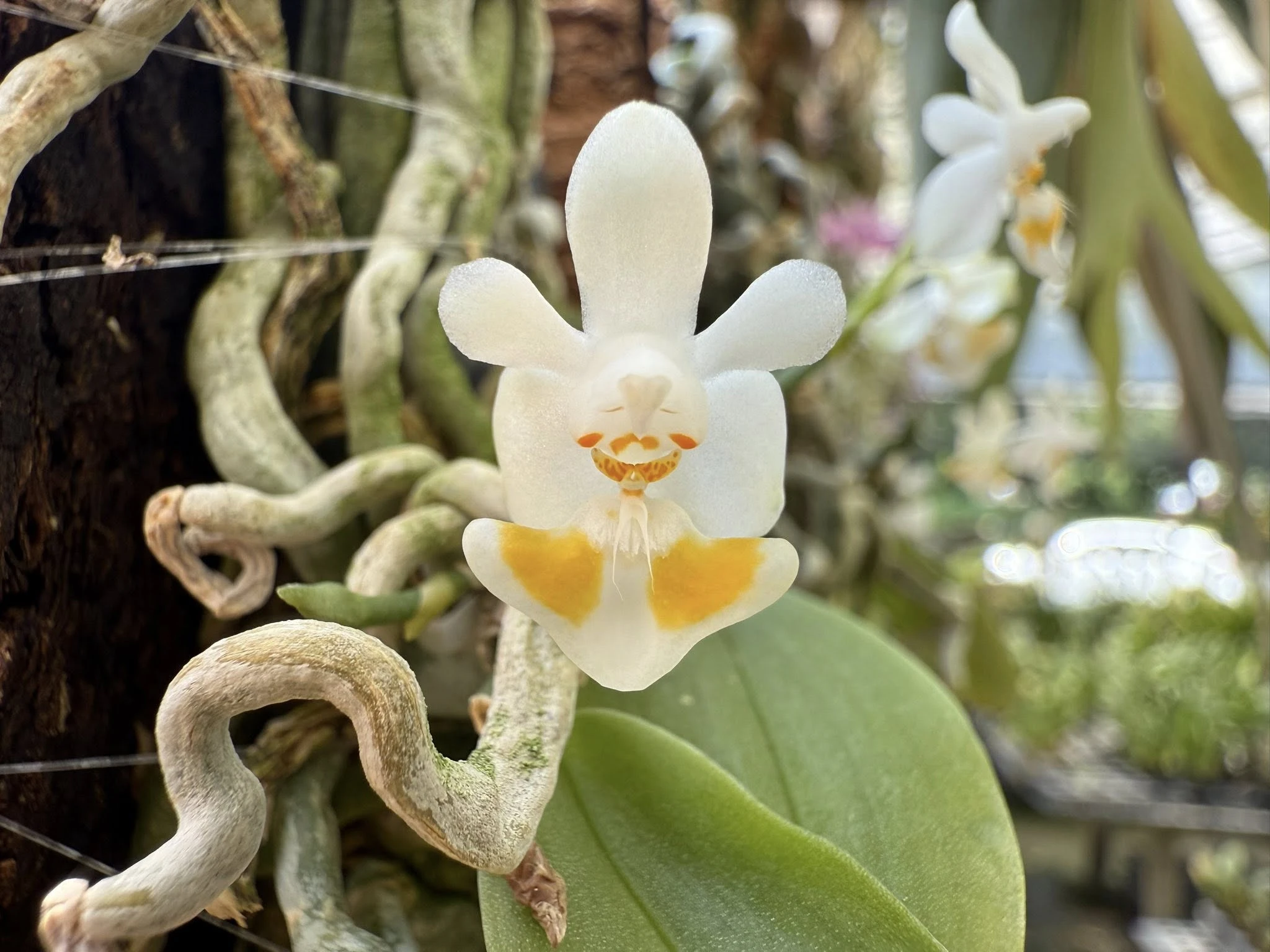 Phalaenopsis gibbosa