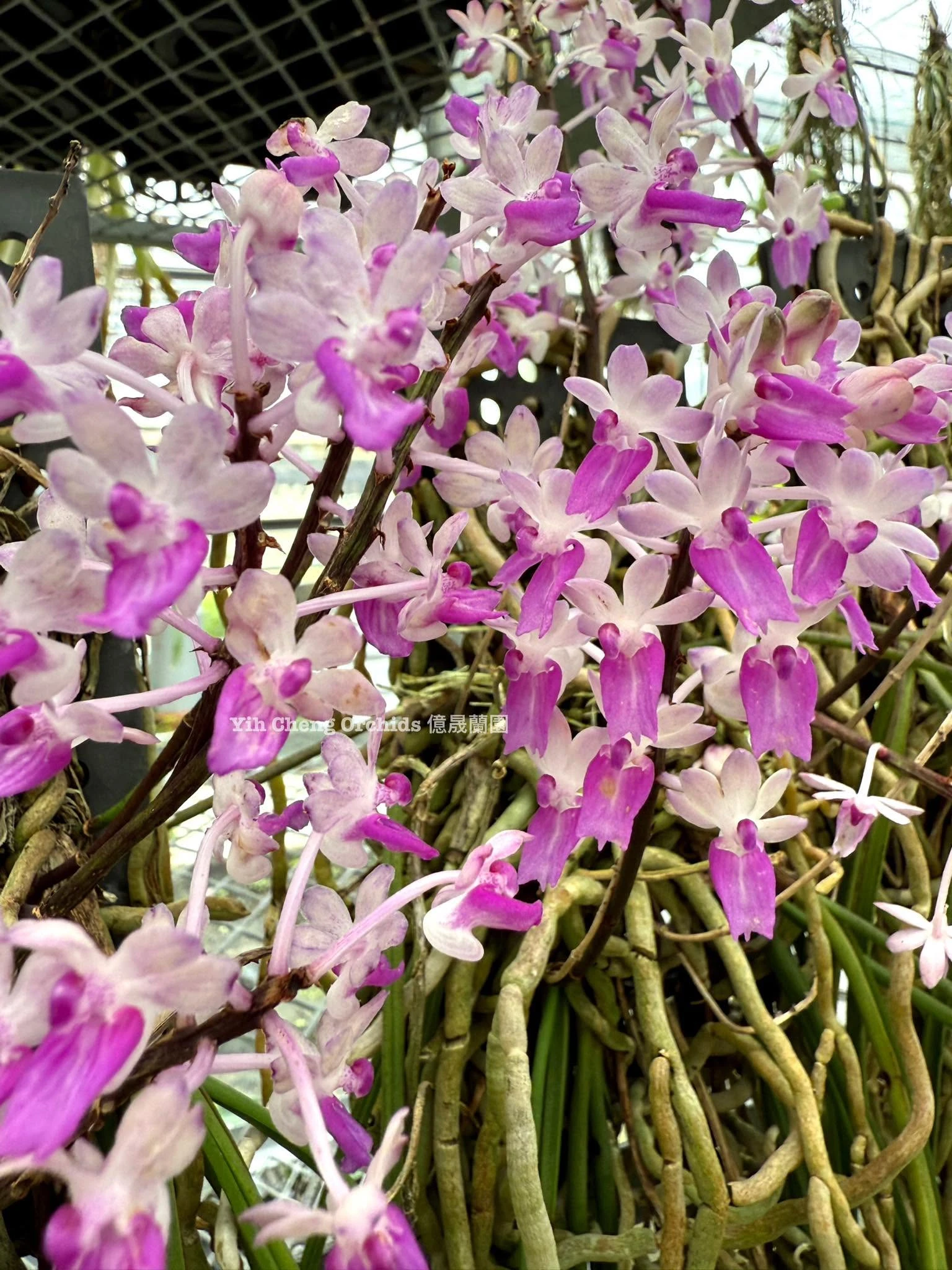 Seidenfadenia mitrata