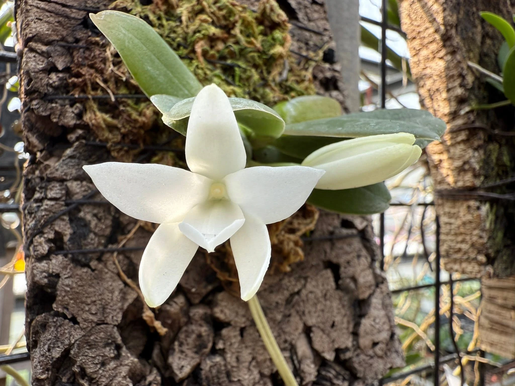 Aerangis fastuosa 船型風蘭