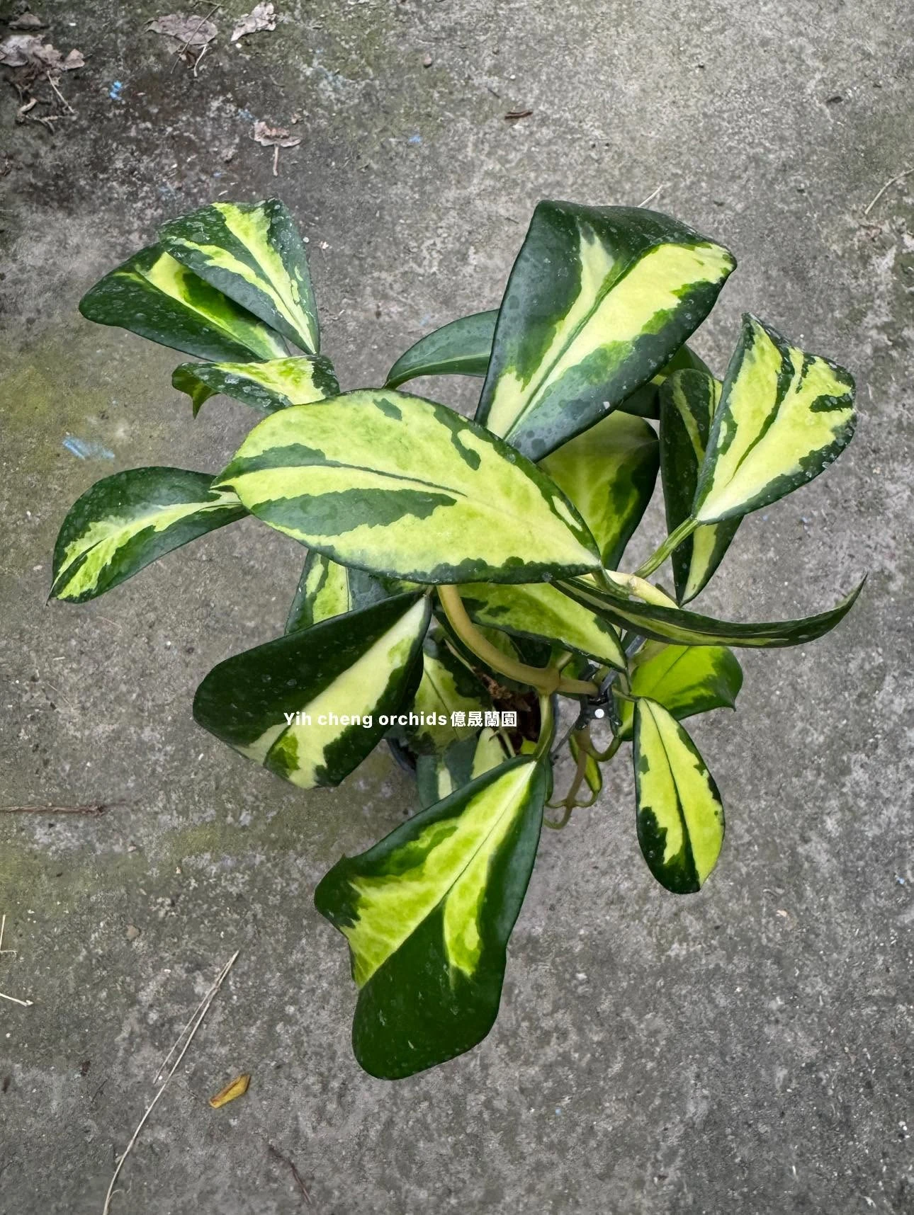  hoya diversifolia inner variegated
