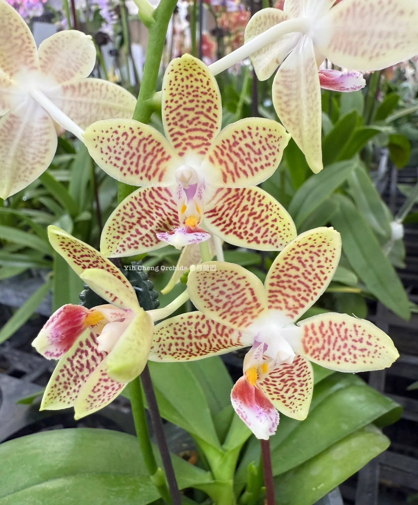 Phalaenopsis